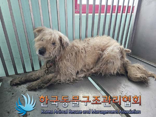 종료(안락사) 믹스…